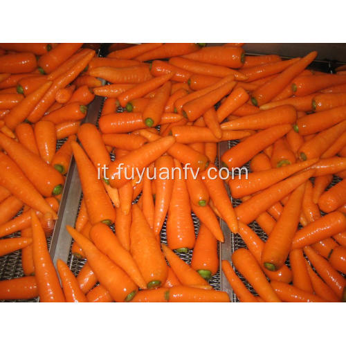 Ortaggi freschi di carota in vendita